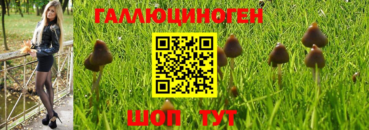 Галлюциногенные грибы Psilocybe Гудермес